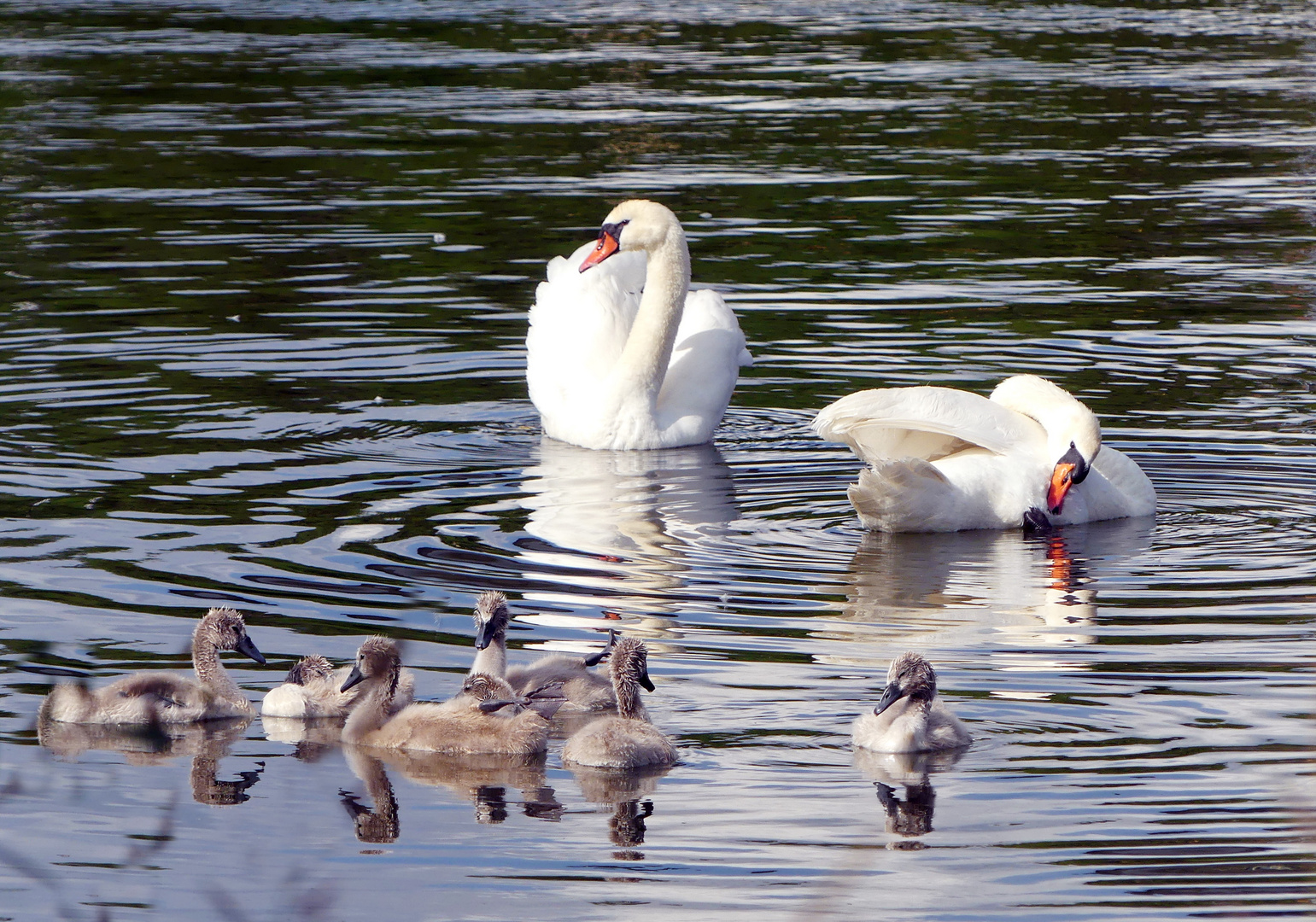 Dienstag ist Spiegeltag   --   Familie Schwan