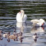 Dienstag ist Spiegeltag   --   Familie Schwan