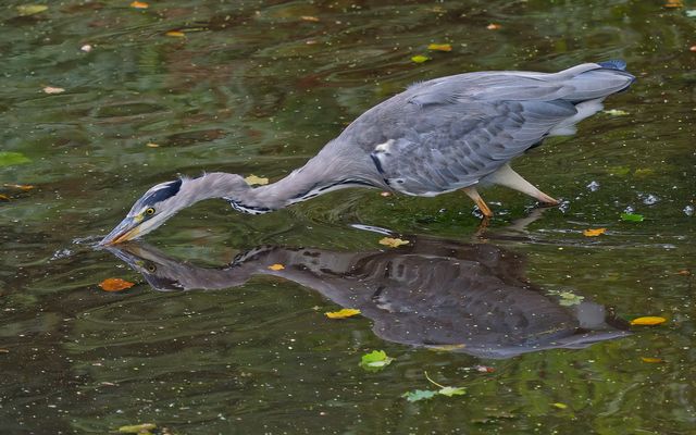 Dienstag ist Spiegeltag - fischender Graureiher