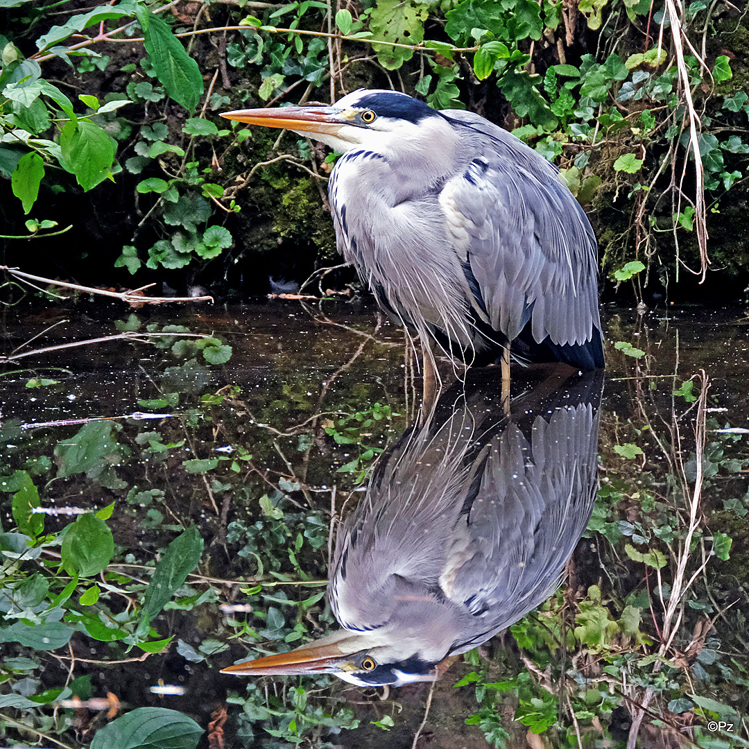 Dienstag ist Spiegeltag: Graureiher in listiger Pose ... ...