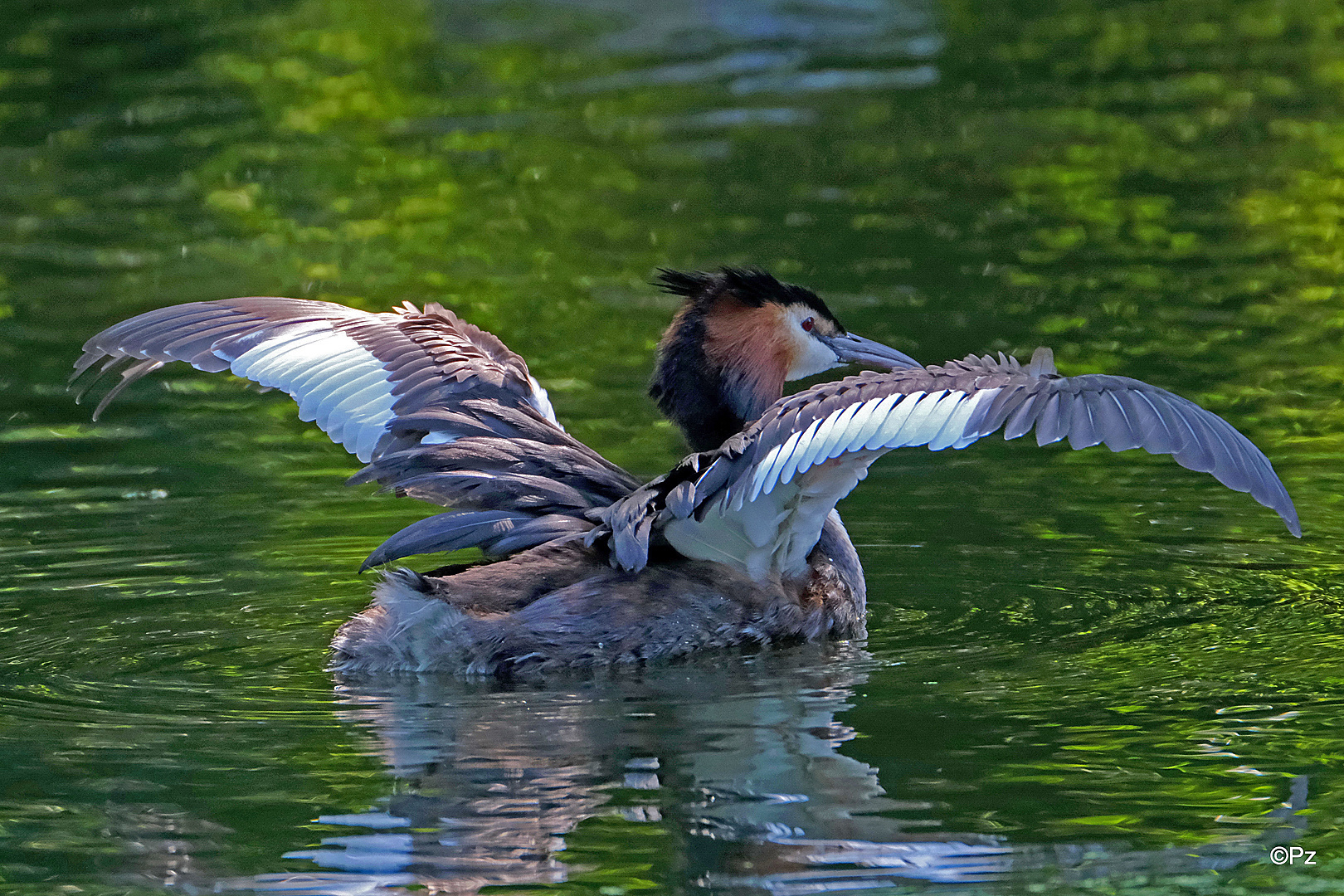 Dienstag ist Spiegeltag: Haubentaucher-Impression ...