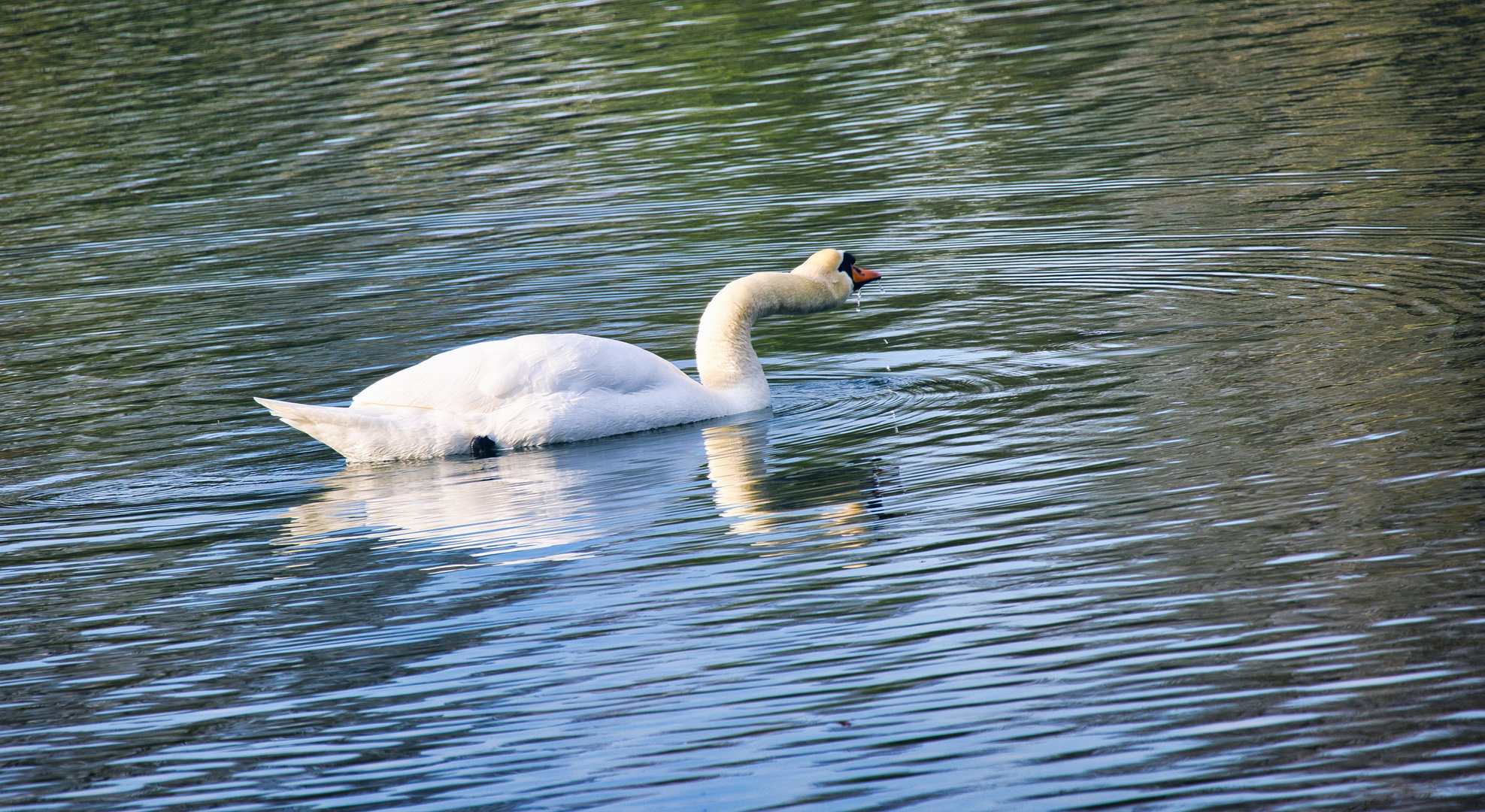 Dienstag ist Spiegeltag -  Höckerschwan