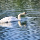 Dienstag ist Spiegeltag -  Höckerschwan