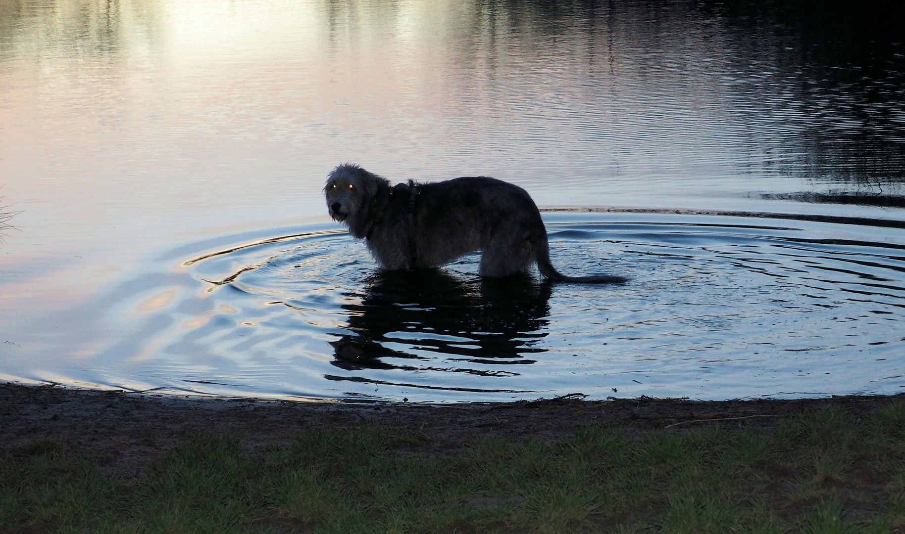 Dienstag ist Spiegeltag ...Hund im Spiegel....