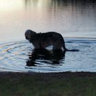 Dienstag ist Spiegeltag ...Hund im Spiegel....