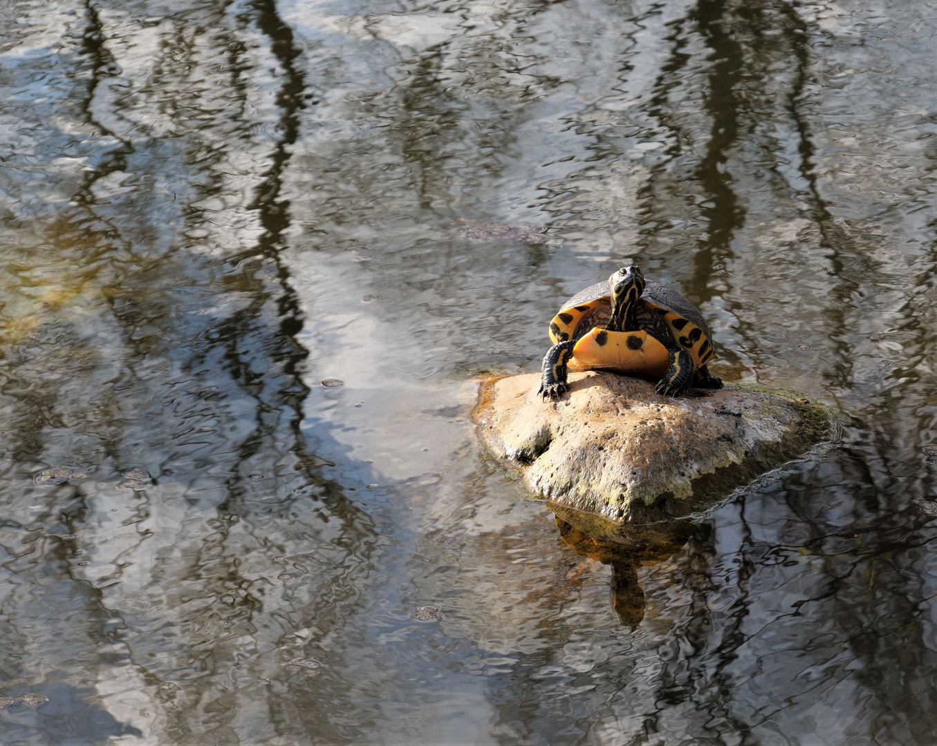 Dienstag ist Spiegeltag: Immigrantin II :Gelbwangenschildkröte