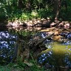 Dienstag ist Spiegeltag - In der Leine Gespiegeltes im Park vom Rittergut Besenhausen