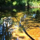 Dienstag ist Spiegeltag - In der Leine Gespiegeltes im Park vom Rittergut Besenhausen Bild 2