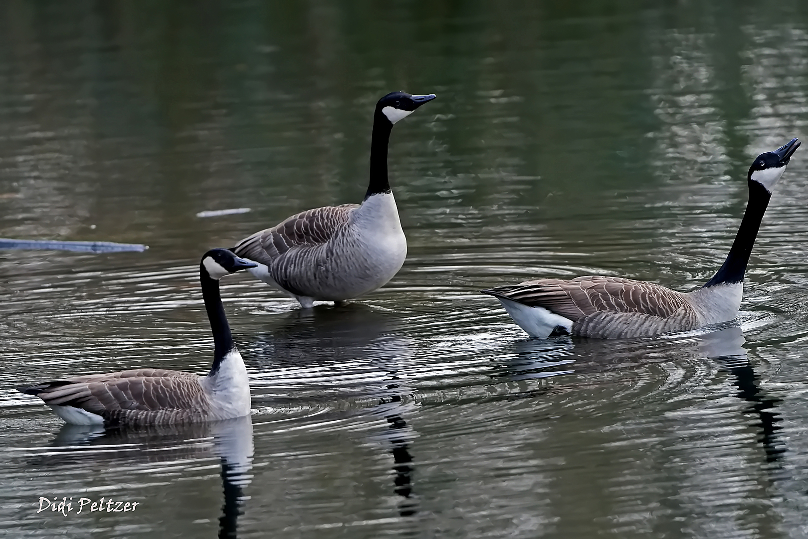 Dienstag ist Spiegeltag: Kanadagänse-Trio ...