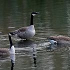 Dienstag ist Spiegeltag: Kanadagänse-Trio ...