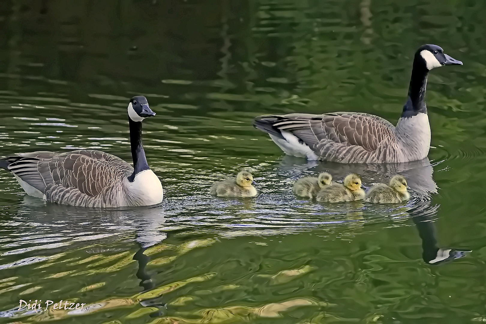 Dienstag ist Spiegeltag: Kanadagänsefamilie ...