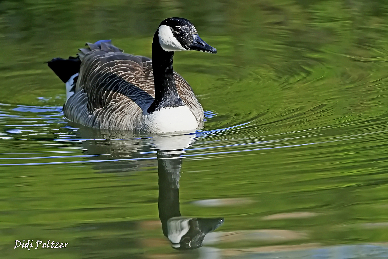 Dienstag ist Spiegeltag: Kanadagans im Rheydter-Schlossweiher ...