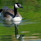 Dienstag ist Spiegeltag: Kanadagans im Rheydter-Schlossweiher ...