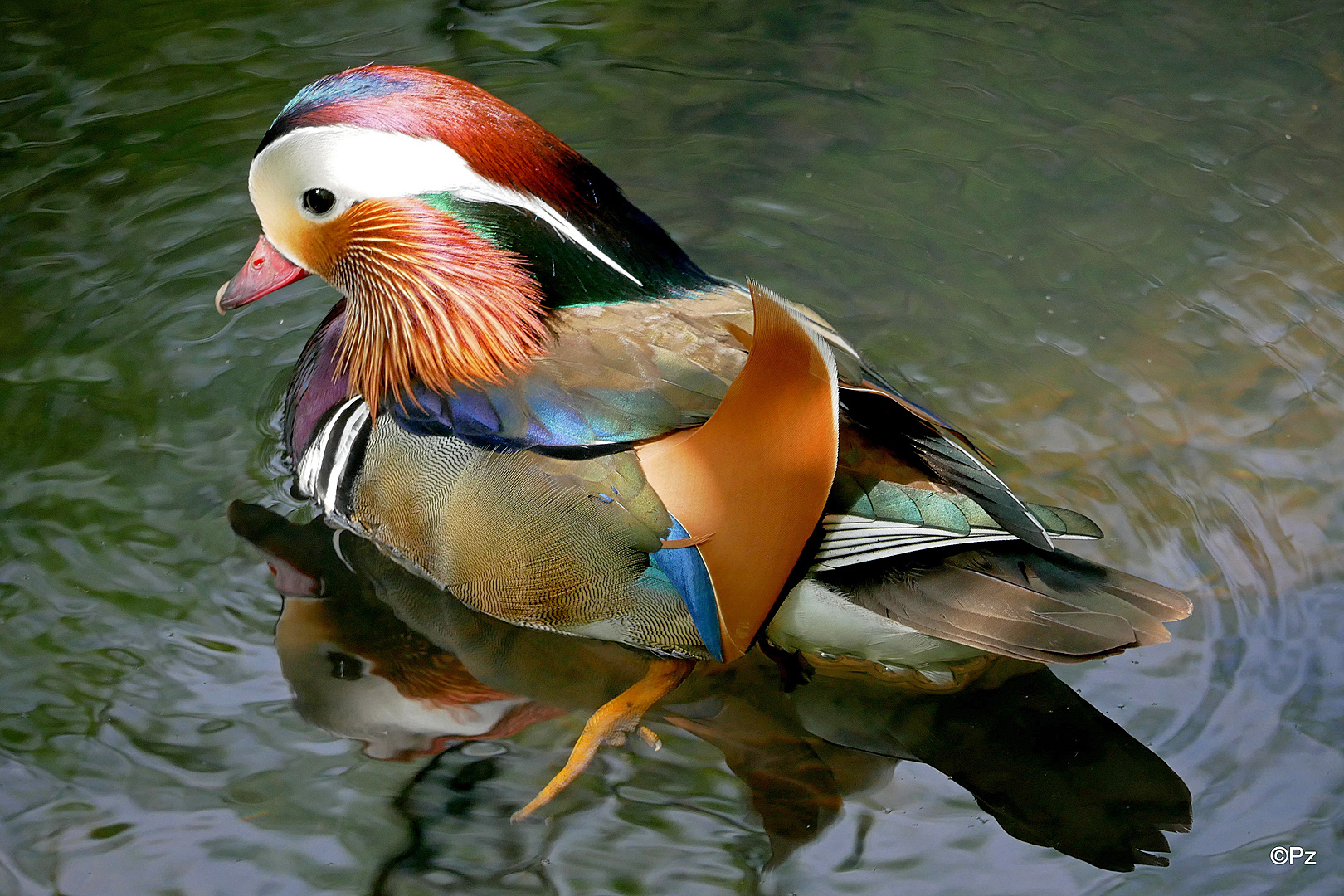 Dienstag ist Spiegeltag: Mandarin-Erpel ...