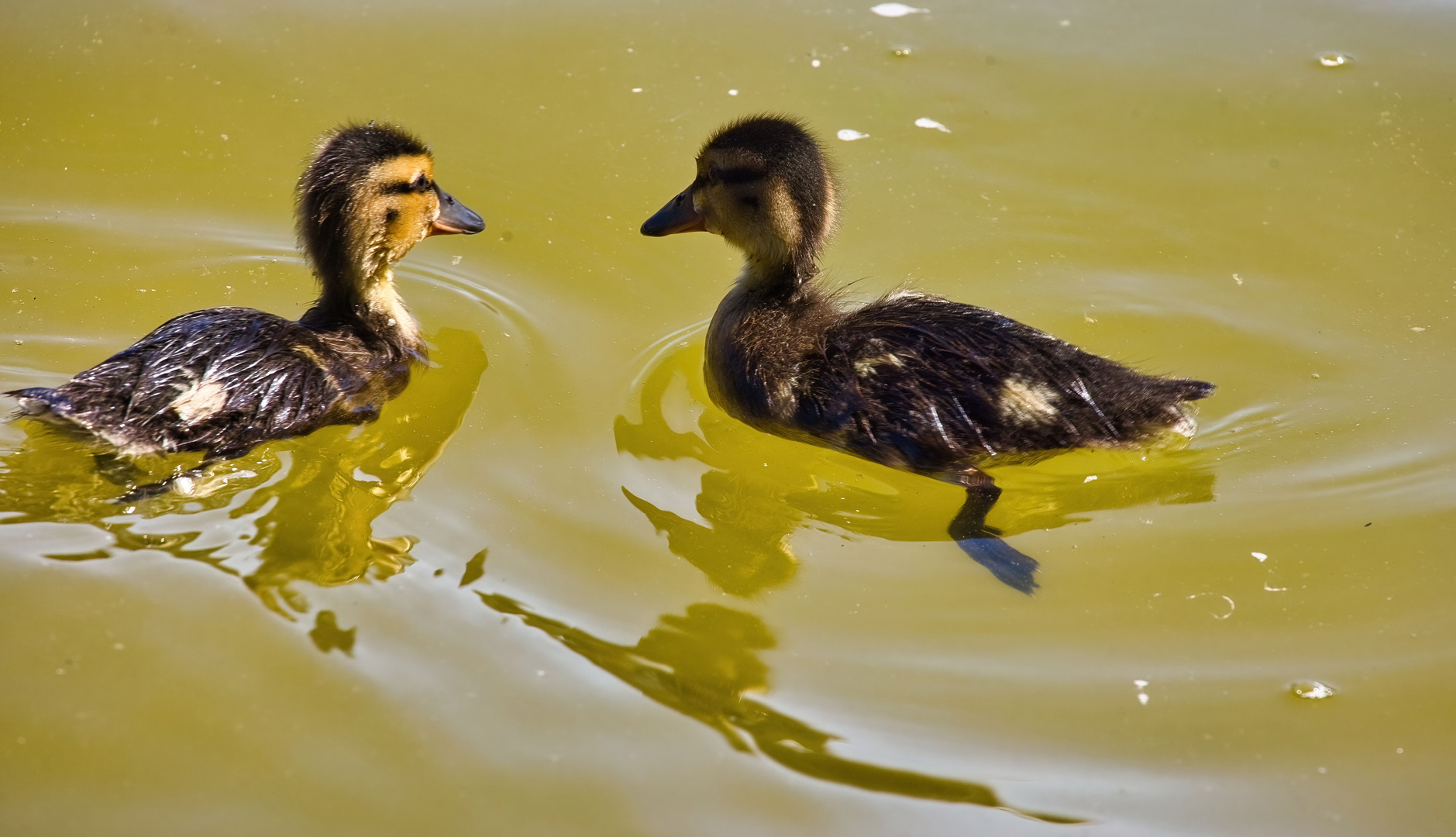 Dienstag ist Spiegeltag - mit 2 Enten-Küken...