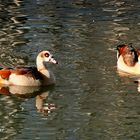 Dienstag ist Spiegeltag: Nilgänse im eisfreien Dycker Schlossweiher ...