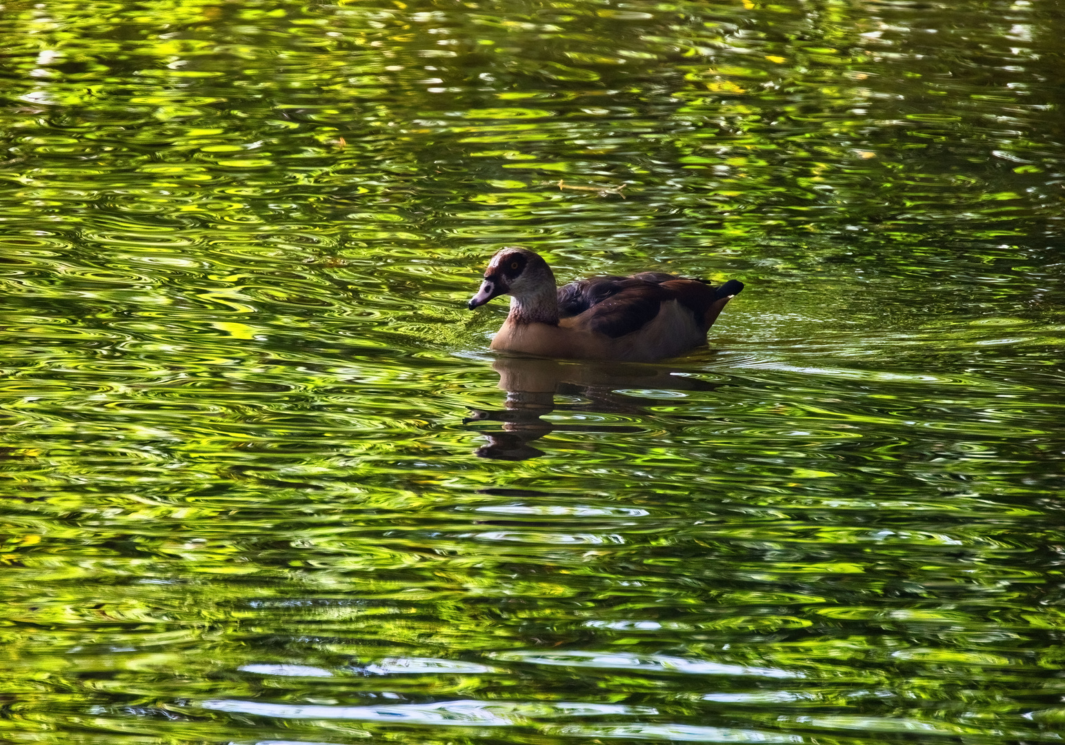 Dienstag ist Spiegeltag - Nilgans 