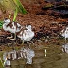 Dienstag ist Spiegeltag: Nilgans-Nachwuchs ...