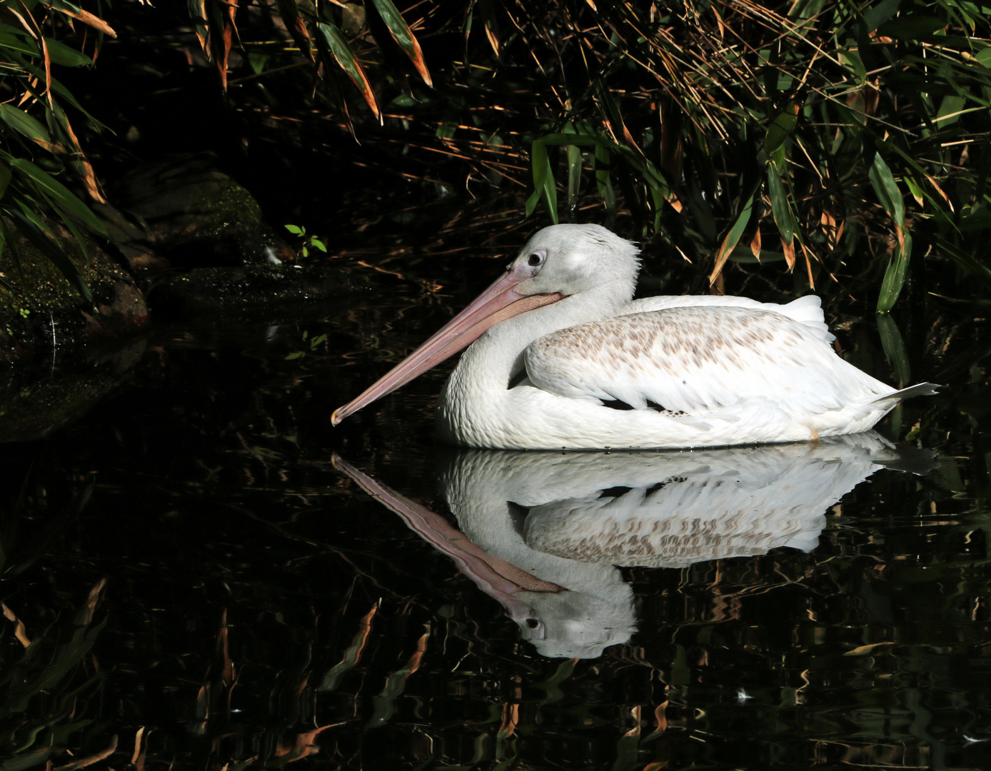 Dienstag ist Spiegeltag - Pelikan -