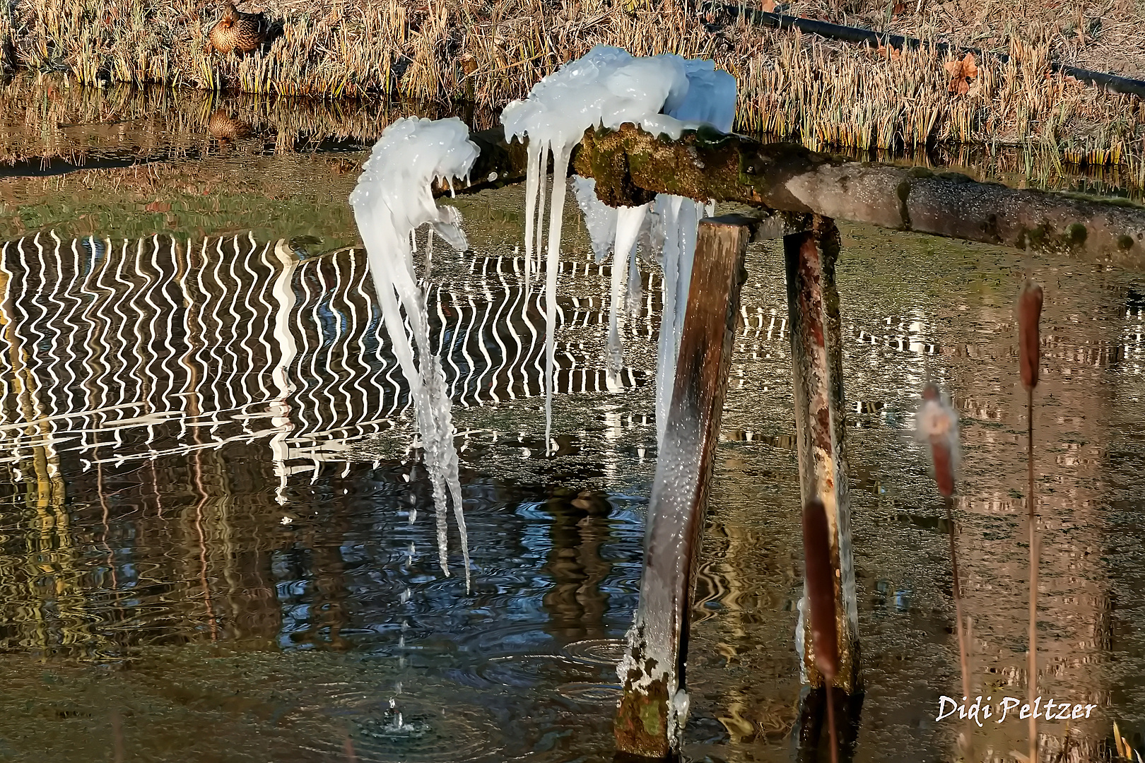 Dienstag ist Spiegeltag: Schloss Dyck, Eisbildung am Wasserzufluss zum Schlossweiher ...