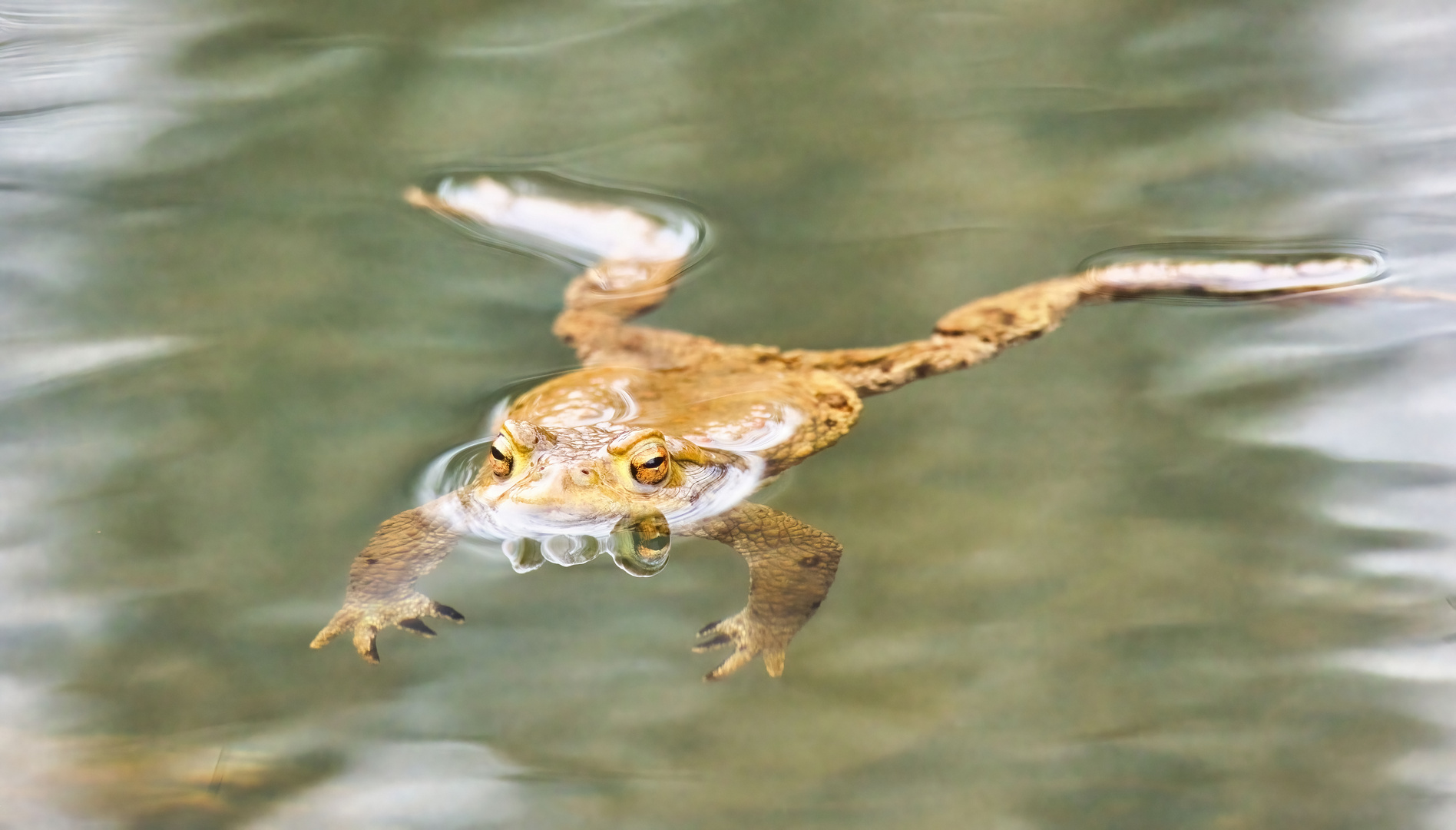 Dienstag ist Spiegeltag - schwimmende Kröte