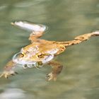 Dienstag ist Spiegeltag - schwimmende Kröte