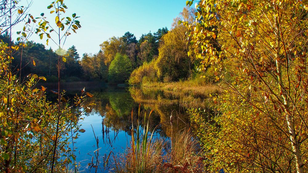 Dienstag ist Spiegeltag : Sonne am Fischteich im Oktober. 