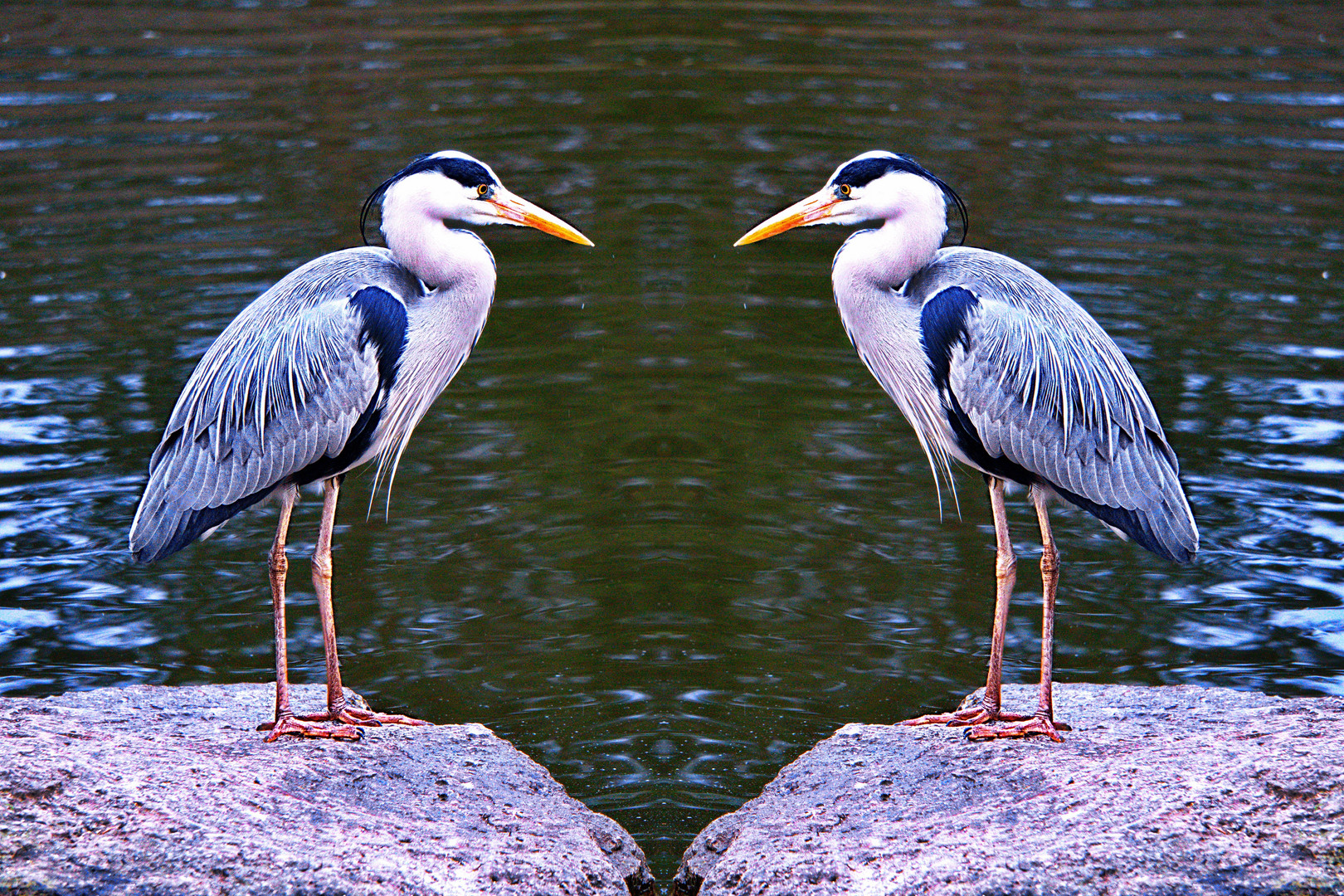 Dienstag ist Spiegeltag - Spiegelcollage Ich glaub ich sehe doppelt ;-))))