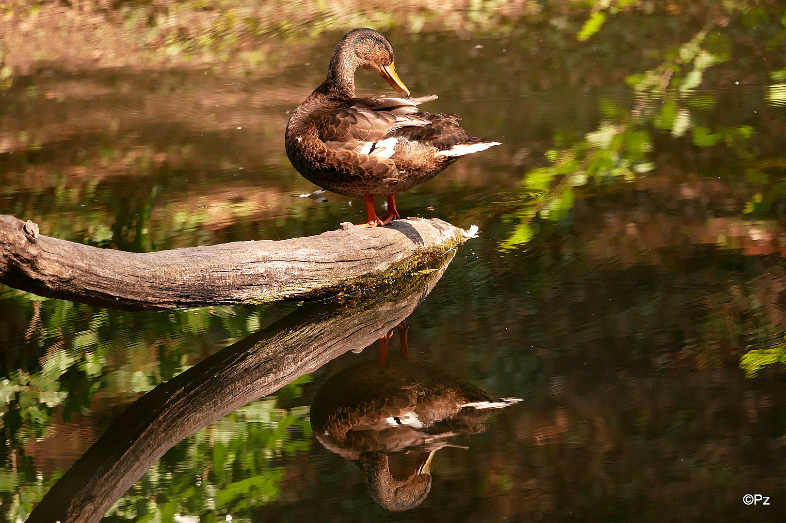 Dienstag ist Spiegeltag: Stockente ...