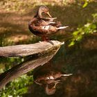 Dienstag ist Spiegeltag: Stockente ...