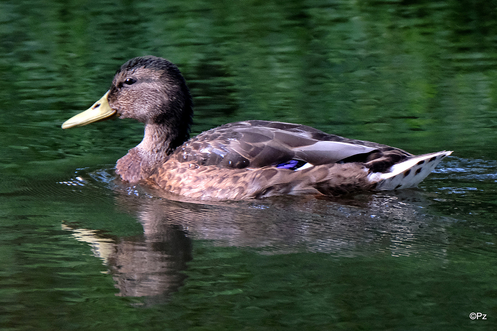 Dienstag ist Spiegeltag: Stockente ...