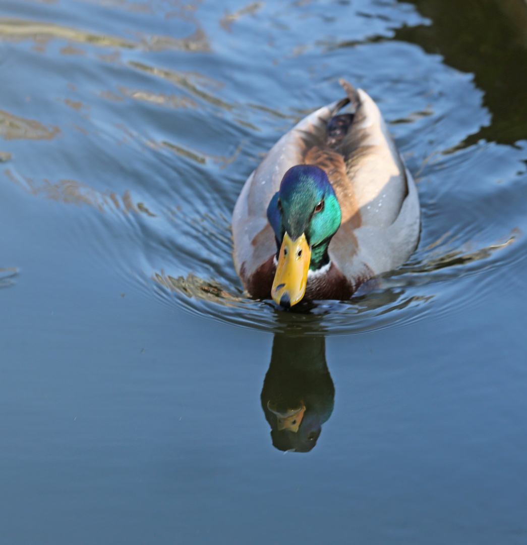 Dienstag ist Spiegeltag - Stockente - Erpel -