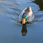 Dienstag ist Spiegeltag - Stockente - Erpel -