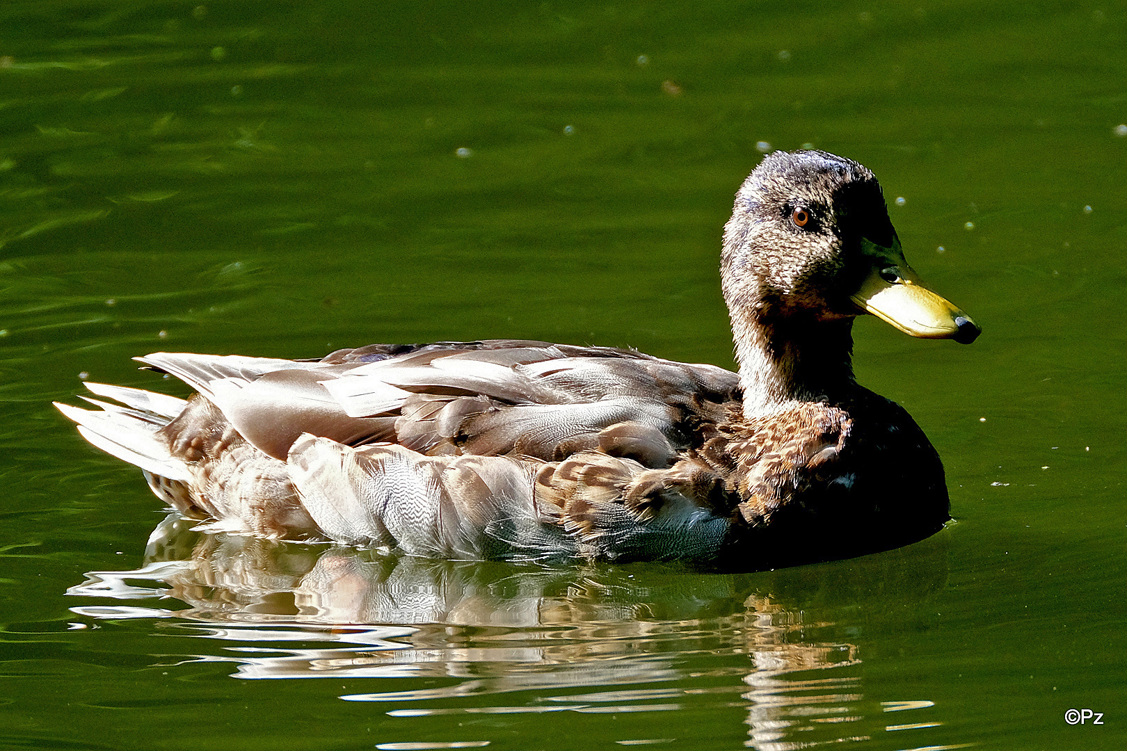 Dienstag ist Spiegeltag: Stockenten-Impression ...