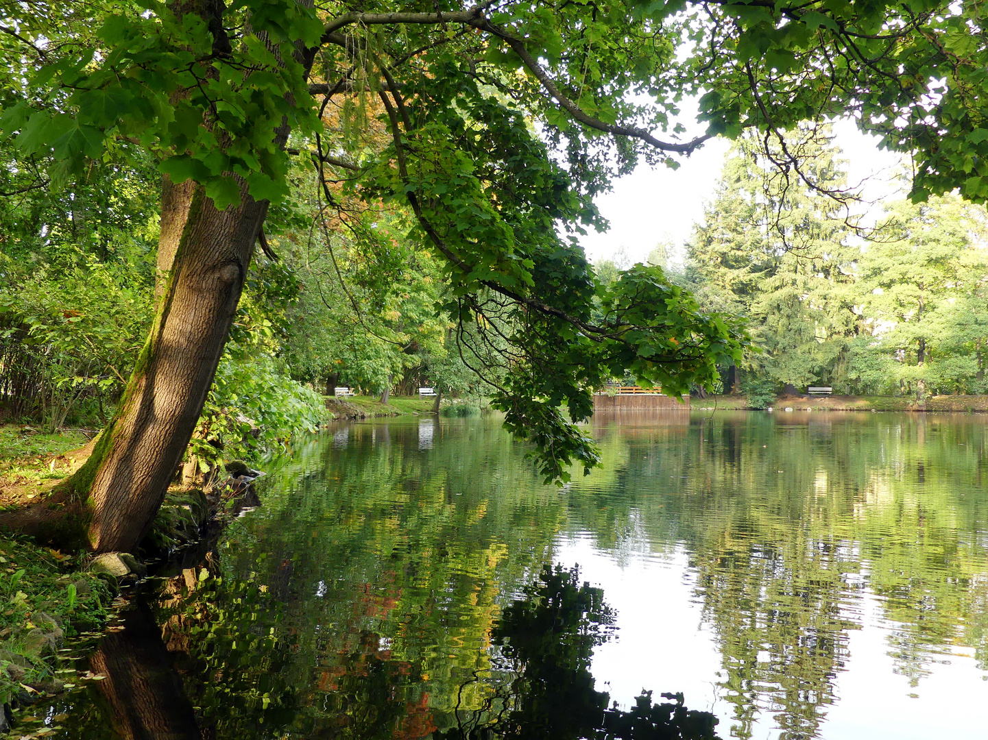 Dienstag ist Spiegeltag   --   Teich