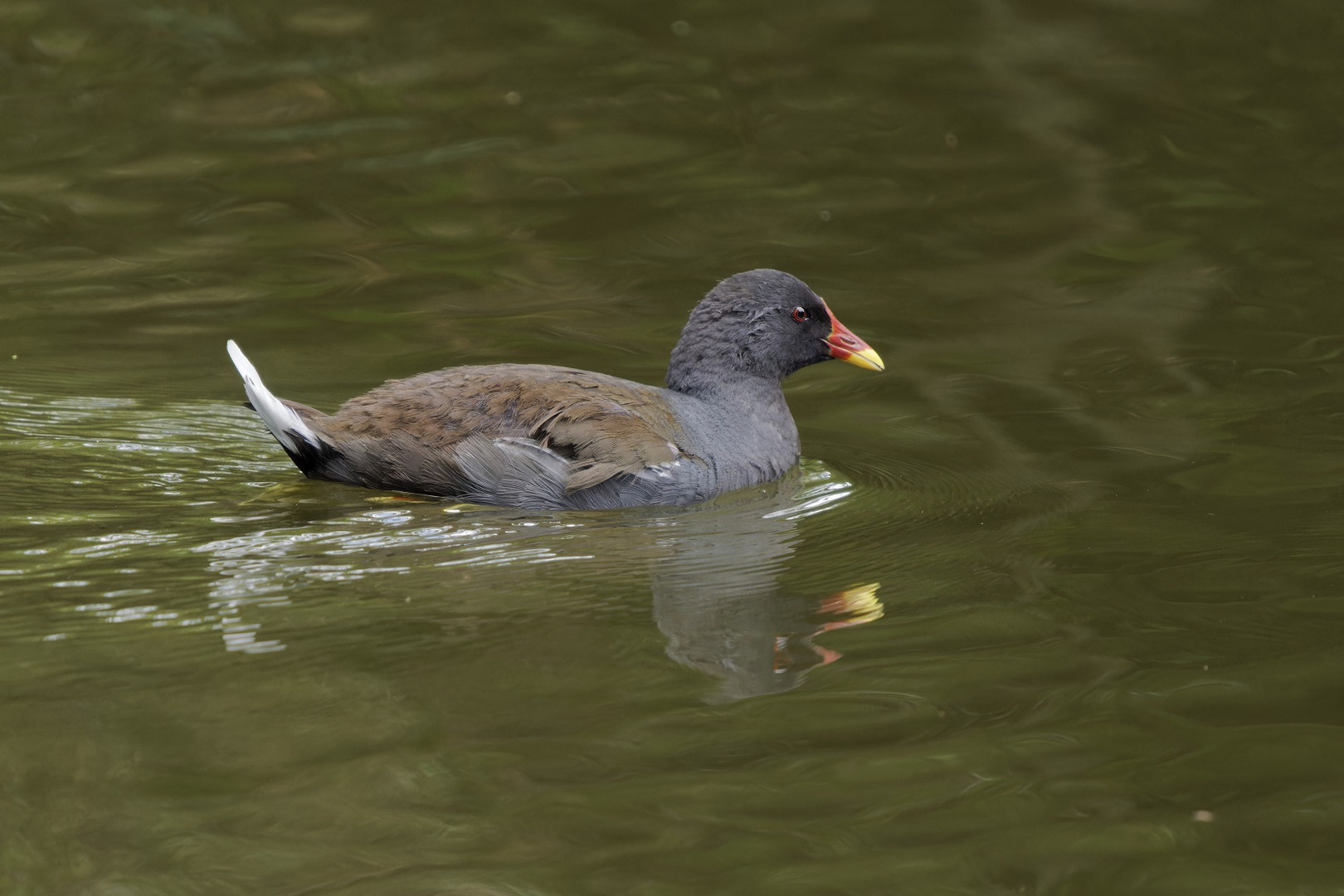 Dienstag ist Spiegeltag Teichhuhn mit Spiegelung