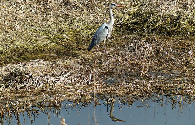 Dienstag ist Spiegeltag und tierisch gut