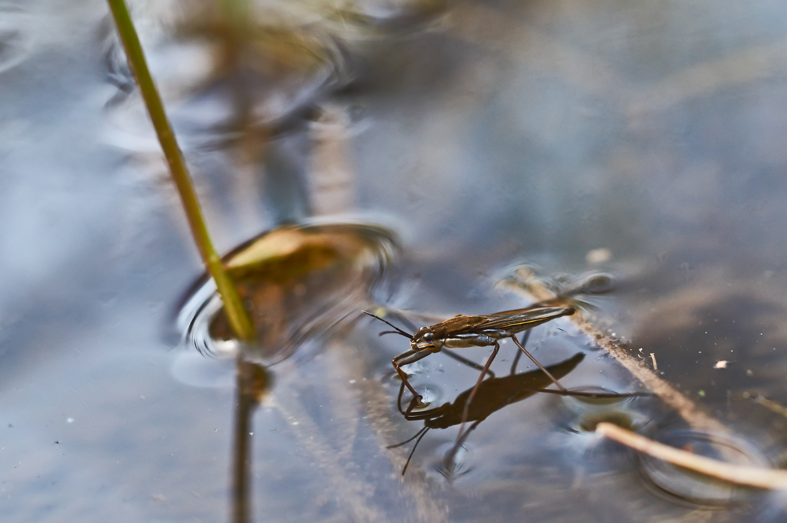 Dienstag ist Spiegeltag - Wasserläufer