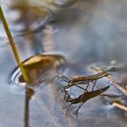 Dienstag ist Spiegeltag - Wasserläufer