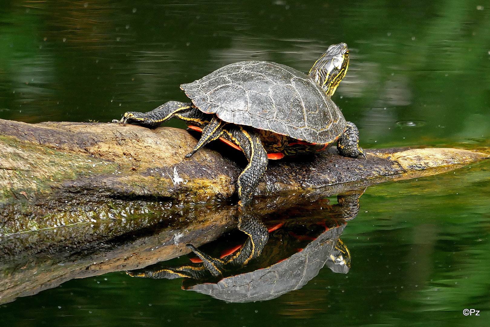 Dienstag ist Spiegeltag: Wasserschildkröte ...