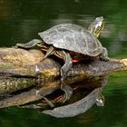 Dienstag ist Spiegeltag: Wasserschildkröte ...