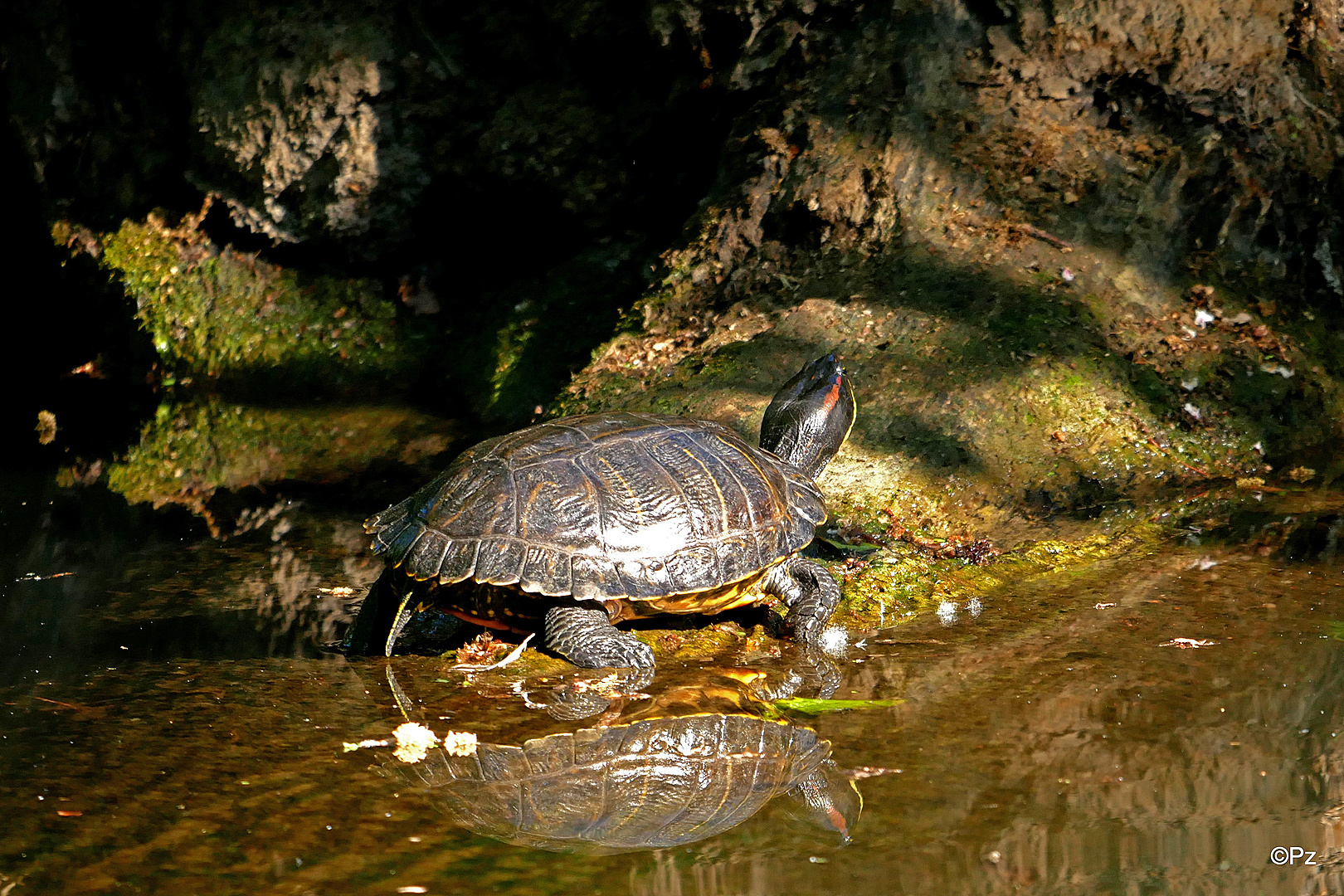 Dienstag ist Spiegeltag: Wasserschildkröte ...