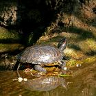 Dienstag ist Spiegeltag: Wasserschildkröte ...