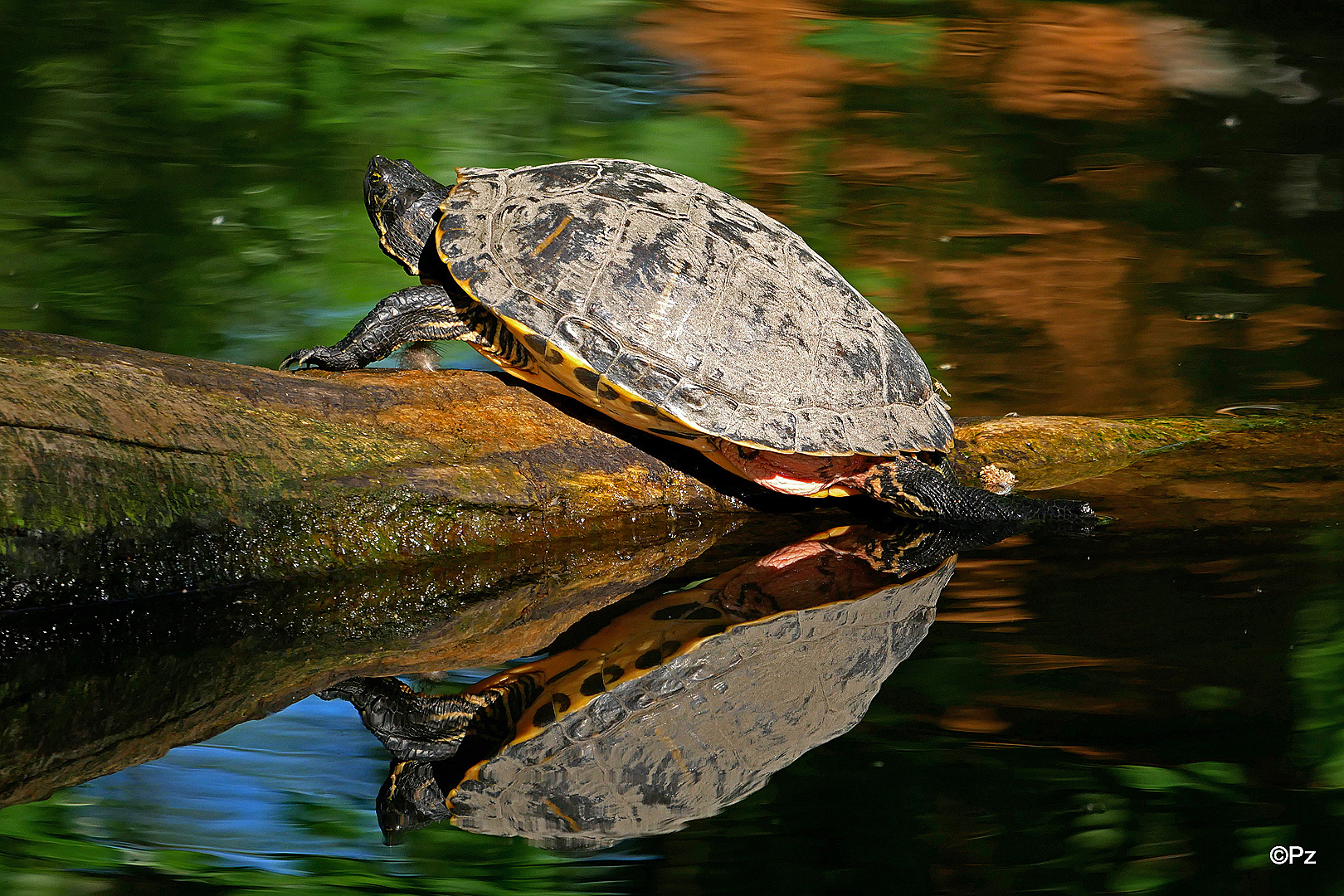 Dienstag ist Spiegeltag: Wasserschildkröte ...