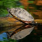 Dienstag ist Spiegeltag: Wasserschildkröte ...