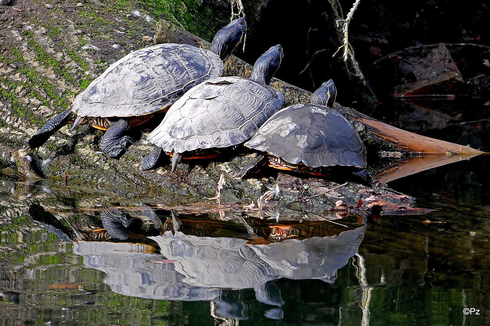 Dienstag ist Spiegeltag: Wasserschildkröten ...