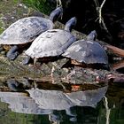 Dienstag ist Spiegeltag: Wasserschildkröten ...