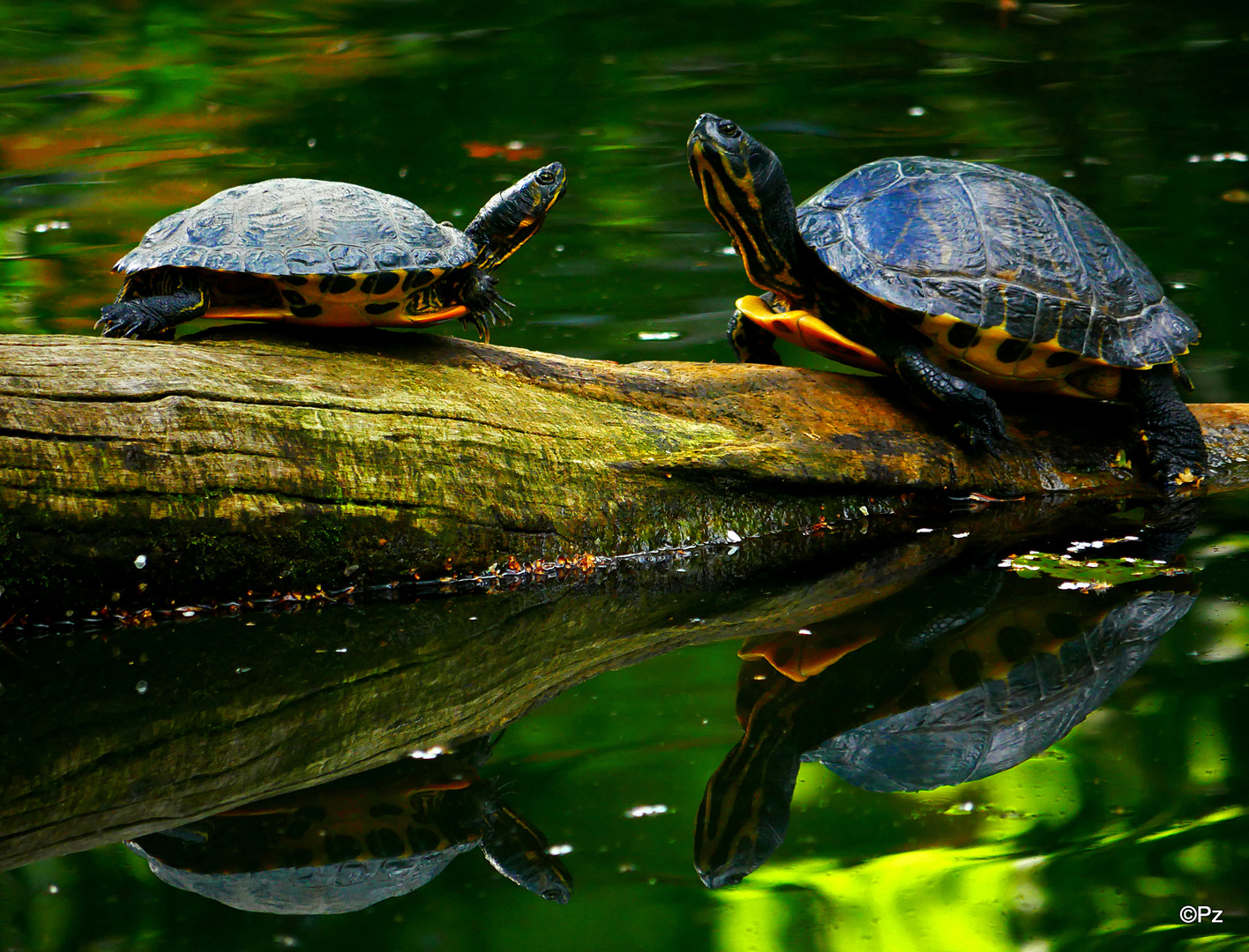 Dienstag ist Spiegeltag: Wasserschildkröten ...