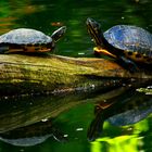 Dienstag ist Spiegeltag: Wasserschildkröten ...
