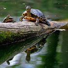 Dienstag ist Spiegeltag: Wasserschildkröten beim Wärmetanken ...